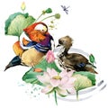 Mandarin duck in the blossom lotus flowers. floral pretty design. water bird