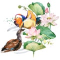 Mandarin duck in the blossom lotus flowers. floral pretty design. water bird