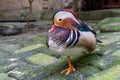 Mandarin Duck in Captivity: A Vibrant and Beautiful Display at the Zoological Park Royalty Free Stock Photo