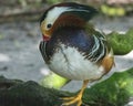 Mandarin Duck Close Up, Colorful Bird Photography, Exotic Outdoor Wildlife Royalty Free Stock Photo