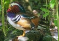 Mandarin Duck Close Up, Colorful Bird Photography, Exotic Outdoor Wildlife Royalty Free Stock Photo