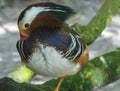 Mandarin Duck Close Up, Colorful Bird Photography, Exotic Outdoor Wildlife Royalty Free Stock Photo