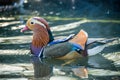 Mandarin duck Royalty Free Stock Photo