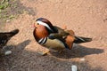 Mandarin duck