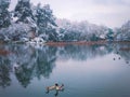 mandarin duck couple swimming in winter lake Royalty Free Stock Photo