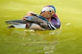 Mandarin Duck Drake Royalty Free Stock Photo