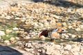 Mandarin Duck Drake (Aix Galericulata) Royalty Free Stock Photo