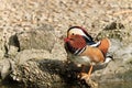 Mandarin Duck Drake (Aix Galericulata) Royalty Free Stock Photo