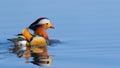 Mandarin duck Royalty Free Stock Photo