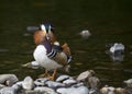 Mandarin Duck Royalty Free Stock Photo