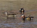 Mandarin ducks - Love Birds