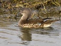 Mandarin ducks - Love Birds