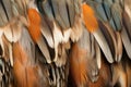 Mandarin duck feathers. Generate Ai Royalty Free Stock Photo