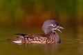 Mandarin duck floating on the water Royalty Free Stock Photo