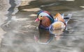 Mandarin duck floating on the water Royalty Free Stock Photo