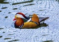 Mandarin duck floats on a pond