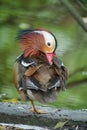 Mandarin duck in Florida wetlands
