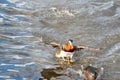 A Mandarin duck flying in the air. Vancouver BC