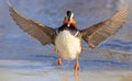 Mandarin duck flying in winter with lake background Royalty Free Stock Photo