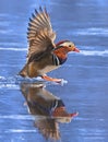 Mandarin duck flying in winter with nice reflections