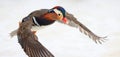 Mandarin duck flying in winter,