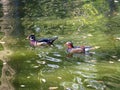 Mandarin duck goose waterfowl animal lake photo Royalty Free Stock Photo