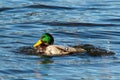 Colored duck bathing Royalty Free Stock Photo