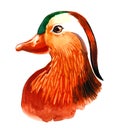 Mandarin duck head
