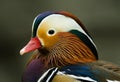 Mandarin Duck Royalty Free Stock Photo