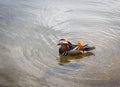 Mandarin Duck in Hyde Park, London, UK Royalty Free Stock Photo