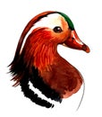 Mandarin duck