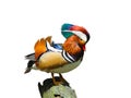 Mandarin duck isolated on white background Royalty Free Stock Photo