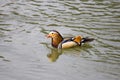 Mandarin duck lake Royalty Free Stock Photo