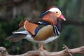 Mandarin Duck Male Royalty Free Stock Photo