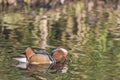 Male Mandarin duck Aix Galericulata swimming with his bill in the water Royalty Free Stock Photo