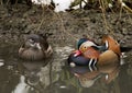 Mandarin duck male and female Royalty Free Stock Photo