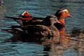 Mandarin duck, Aix galericulata male and female Royalty Free Stock Photo