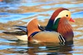 Mandarin duck male on the lake Royalty Free Stock Photo