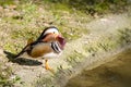 Mandarin duck male Royalty Free Stock Photo