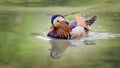 Mandarin Duck, male Royalty Free Stock Photo