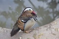 Mandarin duck male Royalty Free Stock Photo