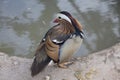 Mandarin duck male Royalty Free Stock Photo