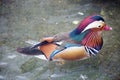 Mandarin Duck.