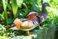 Mandarin Duck. Mandarin Duck is one of the most beautiful birds of our planet.. Of course, we are talking about Drake