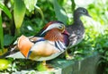 Mandarin Duck. Mandarin Duck is one of the most beautiful birds of our planet.. Of course, we are talking about Drake