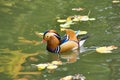 Mandarin duck. Mandarin duck swimming in the lake. Bird with bright multi-colored feathers. Duck with a beautiful color floats on Royalty Free Stock Photo