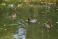 Mandarin duck. Mandarin duck swimming in the lake. Bird with bright multi-colored feathers. Duck with a beautiful color floats on Royalty Free Stock Photo