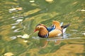 Mandarin duck. Mandarin duck swimming in the lake. Bird with bright multi-colored feathers. Duck with a beautiful color floats on Royalty Free Stock Photo