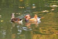 Mandarin duck. Mandarin duck swimming in the lake. Bird with bright multi-colored feathers. Duck with a beautiful color floats on Royalty Free Stock Photo