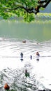 Mandarin ducks in Hangzhou, China